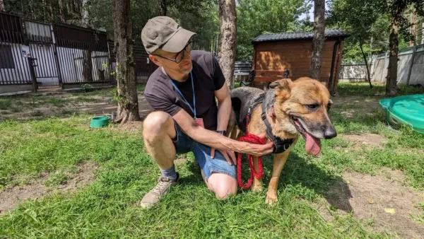 Pies do adopcji, Milanówek, 6 sierpnia 2026 (1/3)
