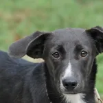 Pies do adopcji