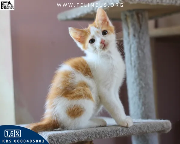 Kot do adopcji, Chmielnik, 7 sierpnia 2026 (2/5)