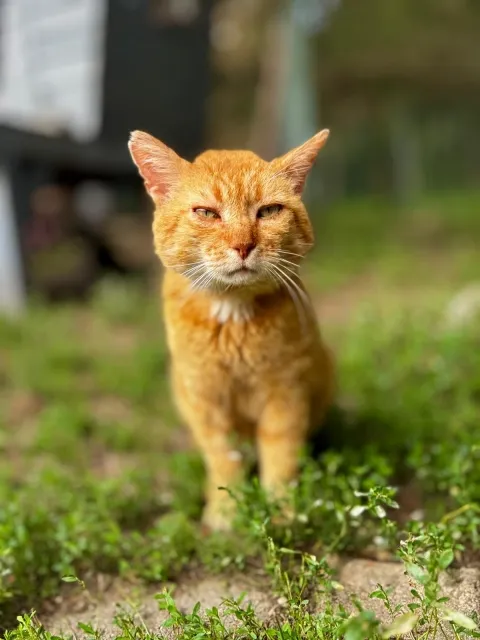 Kot do adopcji, Piła, 7 czerwca 2026 (1/4)