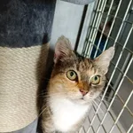 Kot do adopcji