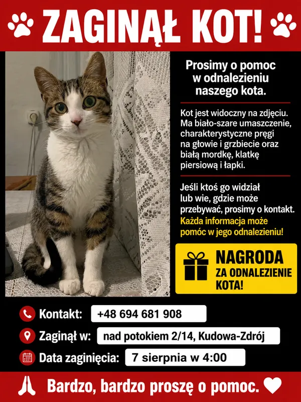Zaginął kot, Kudowa-Zdrój, Zakrze, 9 sierpnia 2026 (2/2)