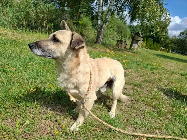 Pies do adopcji, Bełchatów, 9 lipca 2026 (1/5)