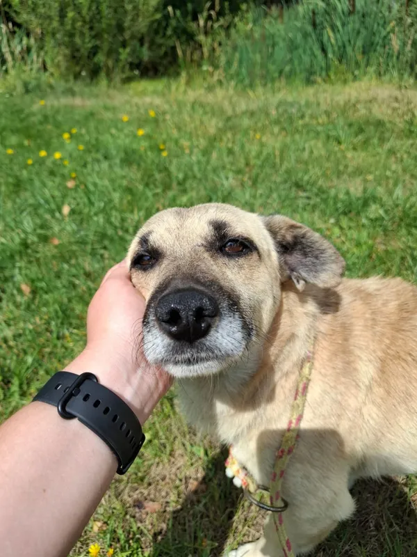 Pies do adopcji, Bełchatów, 9 lipca 2026 (2/5)