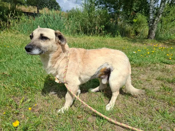 Pies do adopcji, Bełchatów, 9 lipca 2026 (3/5)