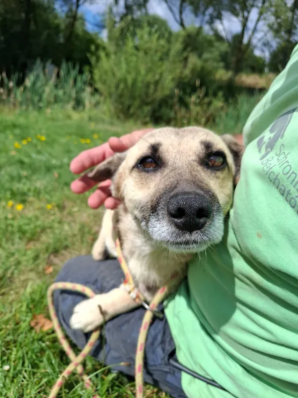 Pies do adopcji, Bełchatów, 9 lipca 2026 (5/5)