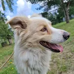 Pies do adopcji