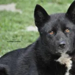 Pies do adopcji