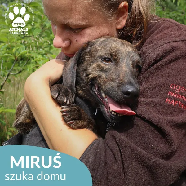 Pies do adopcji, Dąbrówka, 9 sierpnia 2026 (1/4)
