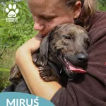 Pies do adopcji