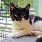 Kot do adopcji