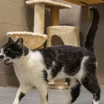 Kot do adopcji