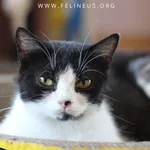 Kot do adopcji