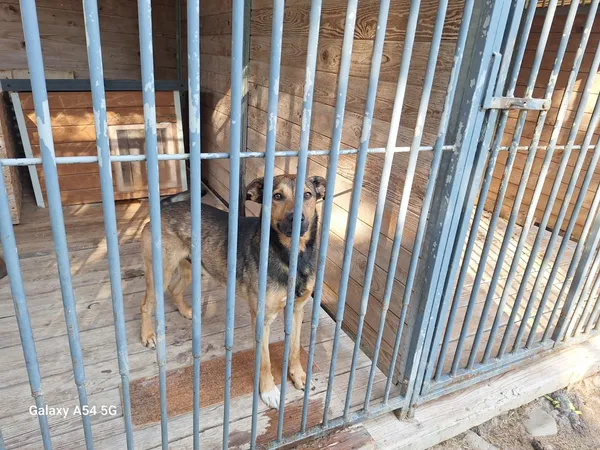 Pies do adopcji, Orzechowce, 7 sierpnia 2026 (3/5)