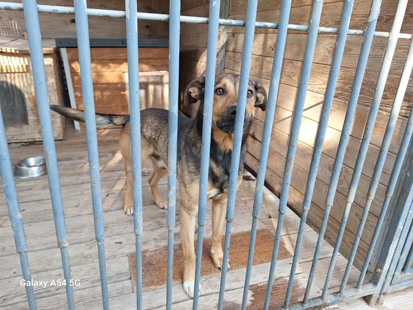Pies do adopcji, Orzechowce, 7 sierpnia 2026 (4/5)