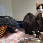 Kot do adopcji