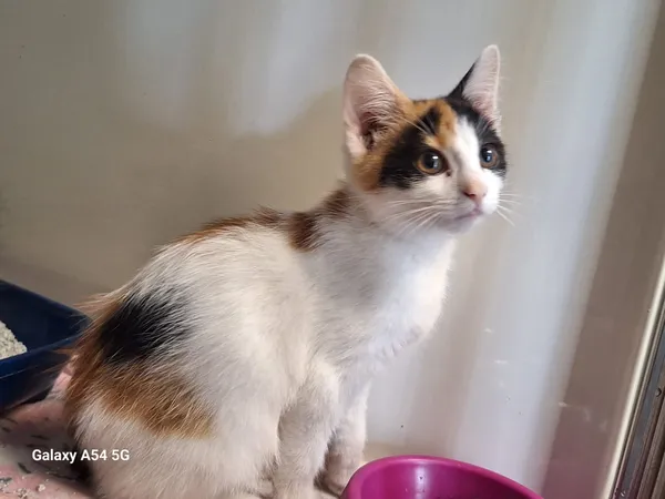 Kot do adopcji, Orzechowce, 9 sierpnia 2026 (5/5)