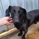 Pies do adopcji