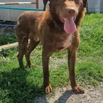Pies do adopcji
