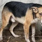 Pies do adopcji