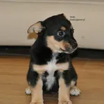 Pies do adopcji