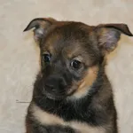 Pies do adopcji