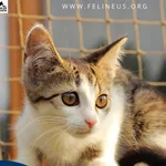 Kot do adopcji