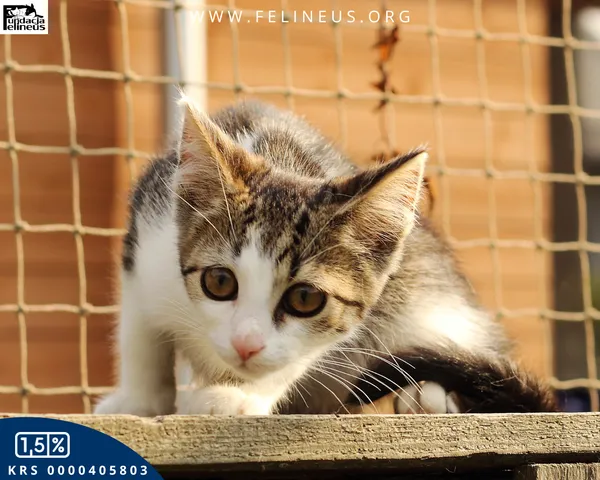 Kot do adopcji, Rzeszów, 11 sierpnia 2026 (3/4)