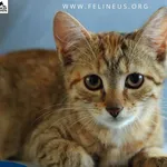 Kot do adopcji