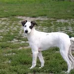 Pies do adopcji