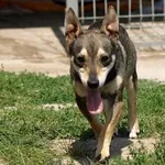 Pies do adopcji