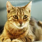 Kot do adopcji