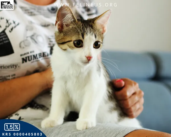 Kot do adopcji, Rzeszów, 12 sierpnia 2026 (3/5)
