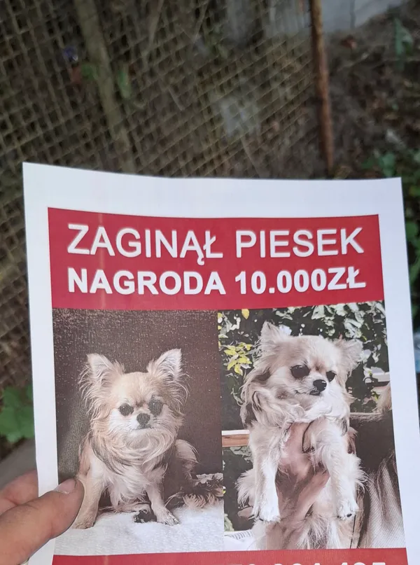 Zaginął pies, Warszawa, Okęcie, 12 sierpnia 2026