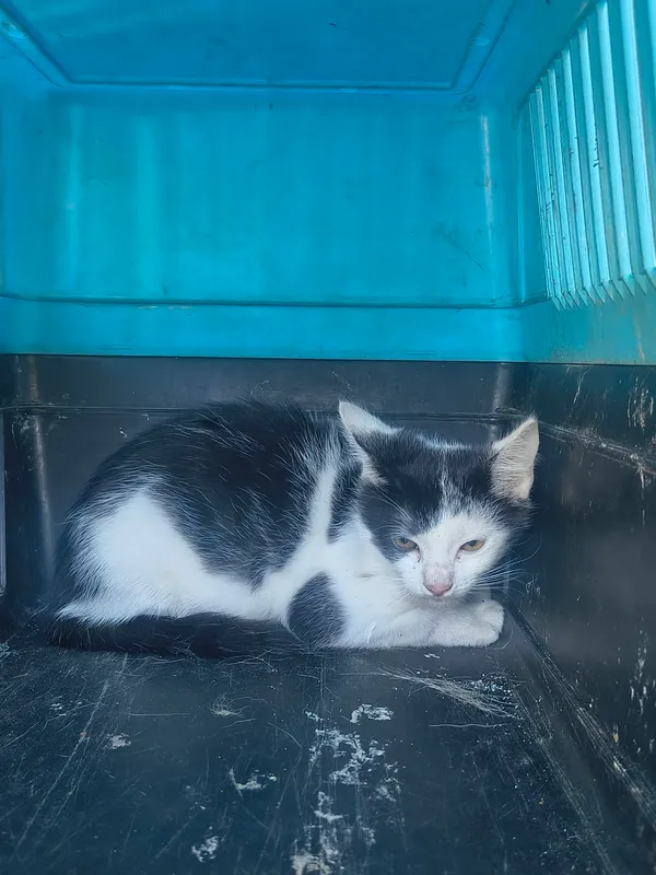 Kot do adopcji, Orzechowce, 12 sierpnia 2026 (2/4)