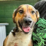 Pies do adopcji