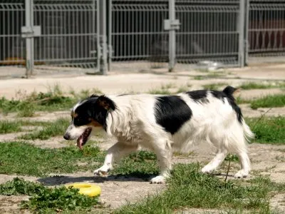 Pies do adopcji, Pabianice, 5 sierpnia 2026 (2/5)