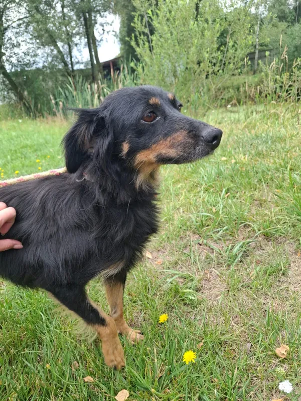 Pies do adopcji, Bełchatów, 9 lipca 2026 (5/5)