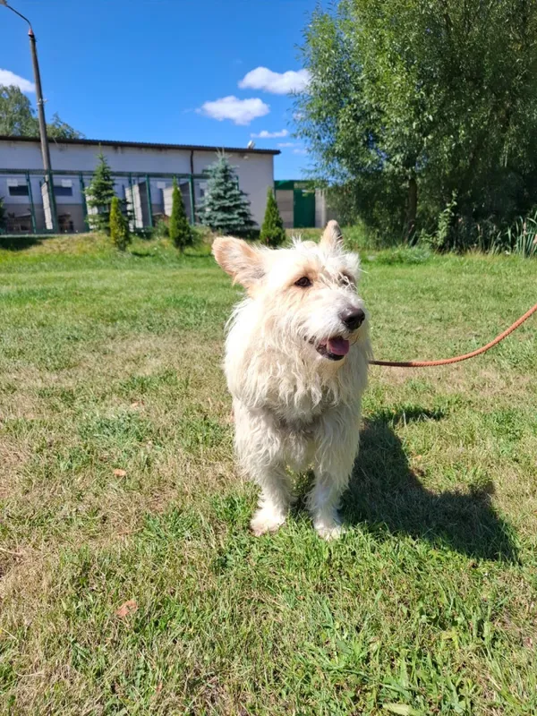 Pies do adopcji, Bełchatów, 15 lipca 2026 (4/5)