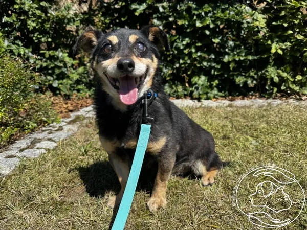 Pies do adopcji, Chełmek, 7 czerwca 2026