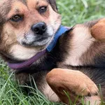 Pies do adopcji