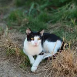 Kot do adopcji