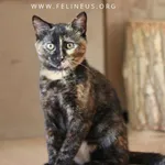 Kot do adopcji
