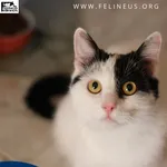 Kot do adopcji