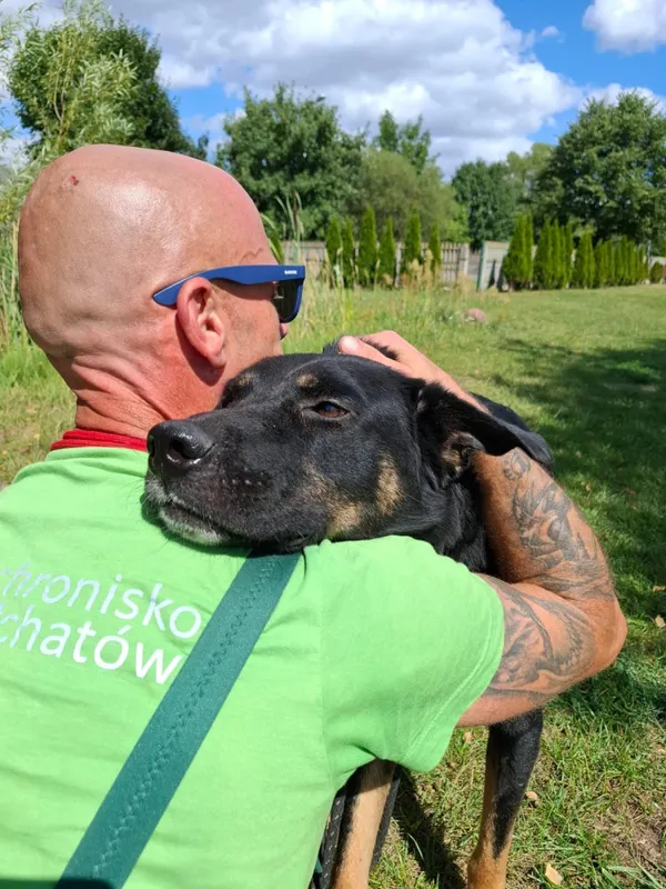 Pies do adopcji, Bełchatów, 16 maja 2026 (1/5)
