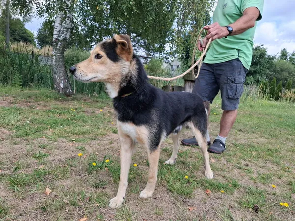 Pies do adopcji, Bełchatów, 15 lipca 2026 (5/5)