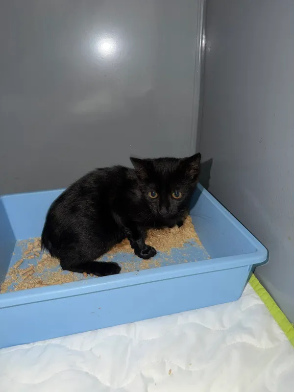 Kot do adopcji, Ciosny, 11 sierpnia 2026