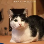 Kot do adopcji