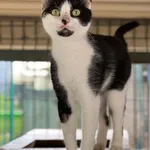 Kot do adopcji