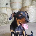Pies do adopcji
